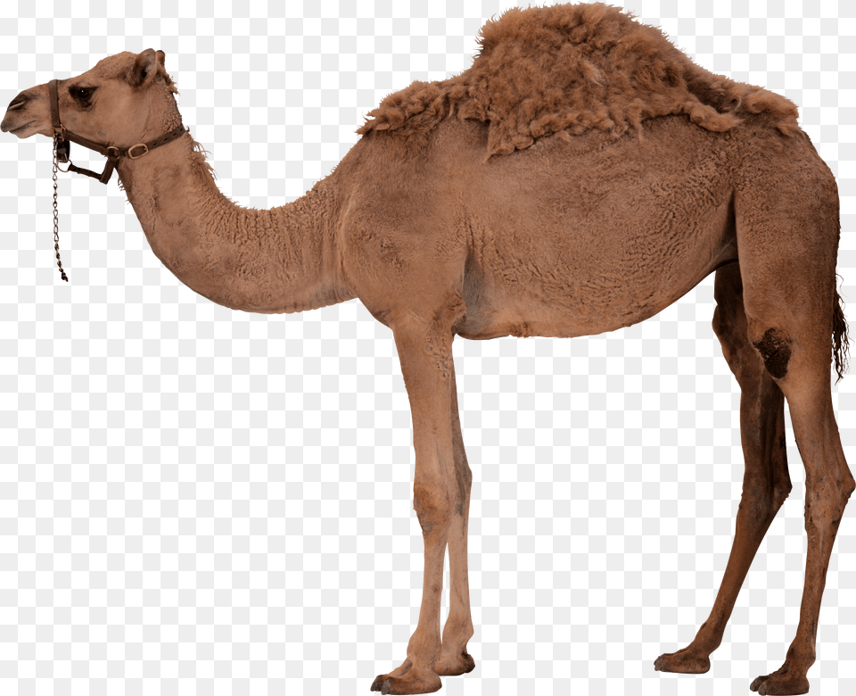 Camel, Animal, Mammal, Horse Png Image