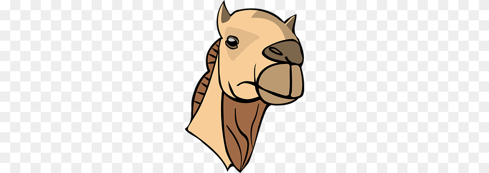 Camel Animal, Mammal, Fish, Sea Life Png