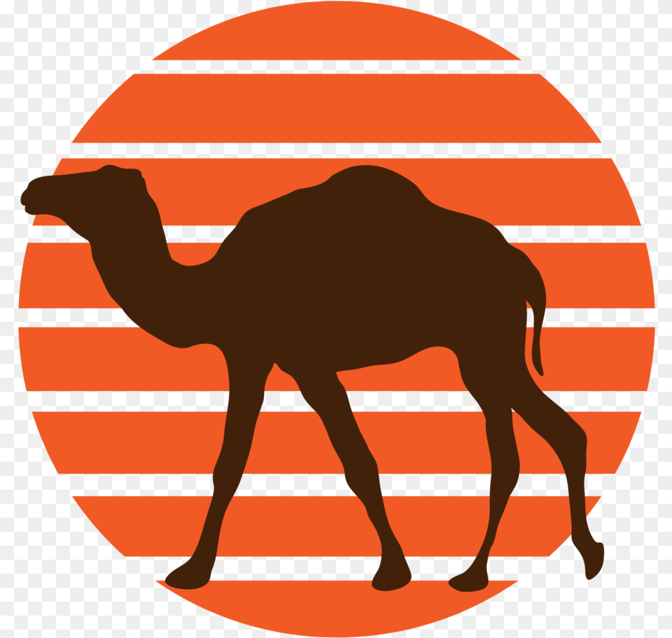 Camel, Animal, Mammal, Cattle, Cow Free Transparent Png