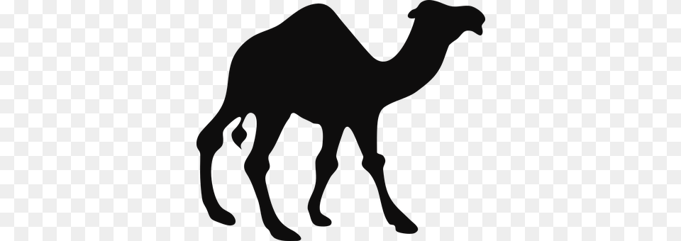 Camel Animal, Mammal, Person Free Transparent Png