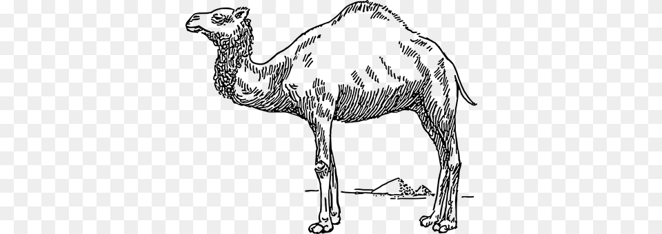 Camel Gray Png Image