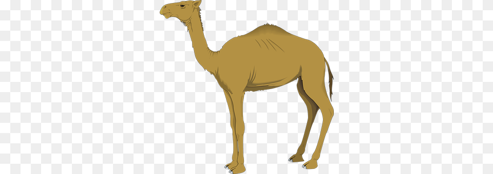 Camel Animal, Mammal, Person Free Png