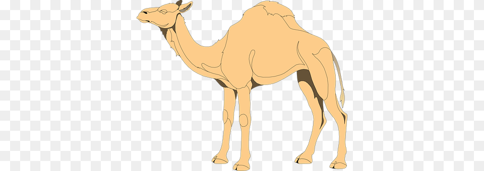Camel Animal, Mammal, Adult, Male Free Png