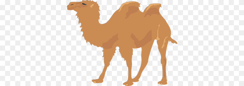 Camel Animal, Mammal, Person Free Transparent Png