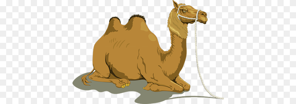 Camel Animal, Mammal, Kangaroo Png Image