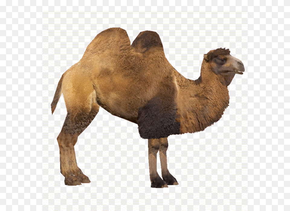 Camel, Animal, Mammal, Antelope, Wildlife Png