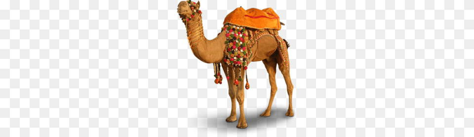 Camel, Animal, Mammal, Elephant, Wildlife Png Image