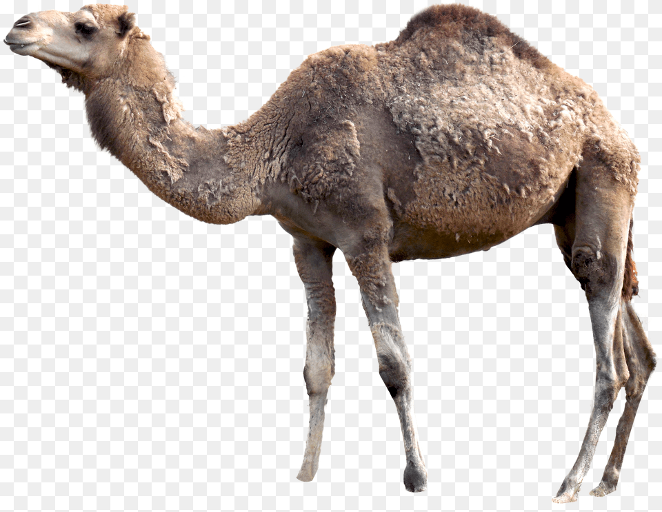 Camel, Animal, Mammal, Antelope, Wildlife Free Png