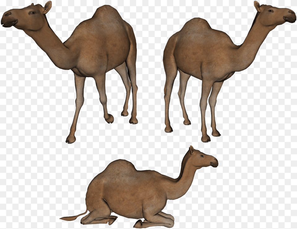 Camel, Animal, Mammal, Antelope, Wildlife Png