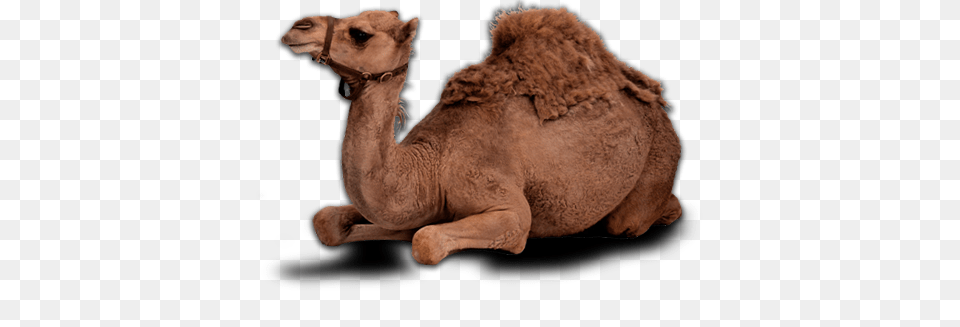 Camel, Animal, Mammal, Lion, Wildlife Png Image