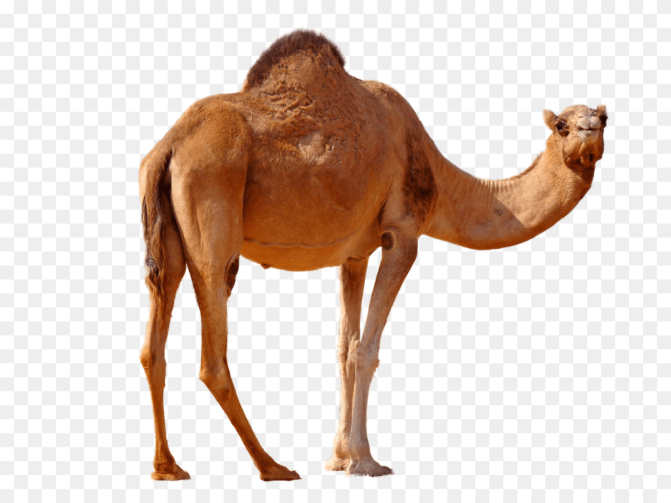 Camel, Animal, Mammal, Dinosaur, Reptile Png