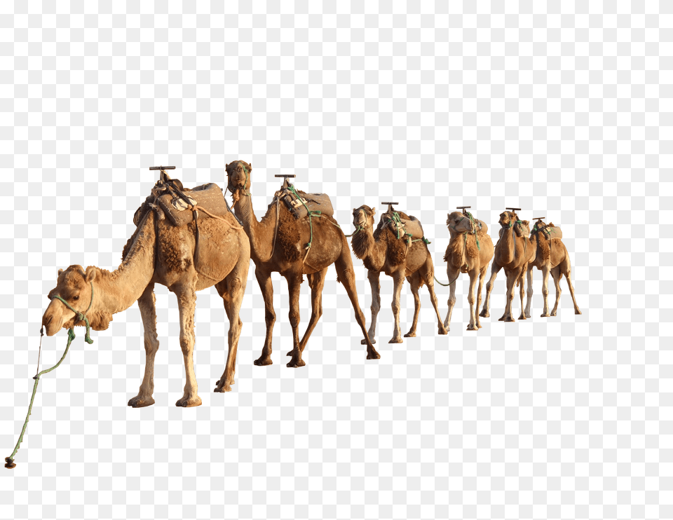 Camel, Animal, Mammal Png Image