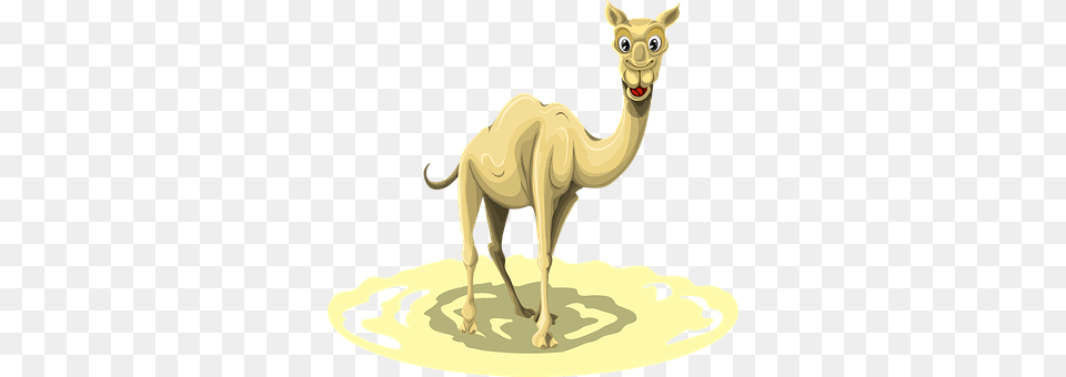 Camel Animal Egypt Desert Nature Africa Sa Arabian Camel, Mammal, Kangaroo Free Png