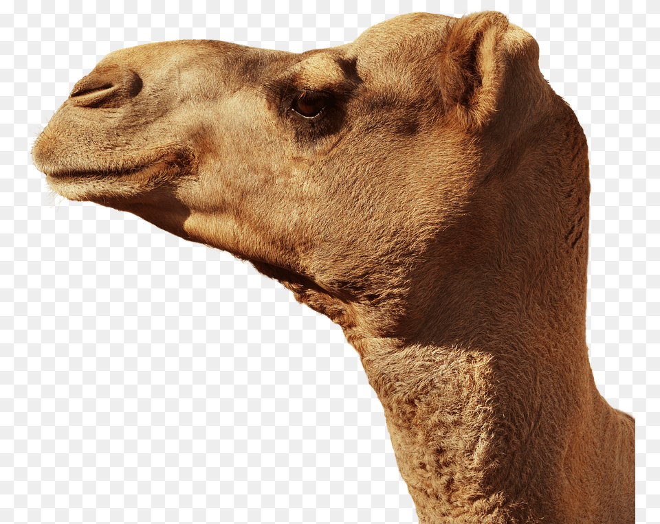 Camel Animal Head Portrait, Mammal, Cattle, Cow, Livestock Free Transparent Png