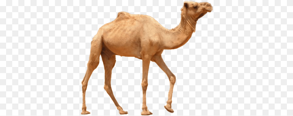 Camel Background Image State Animal Of Rajasthan, Mammal, Kangaroo Free Png