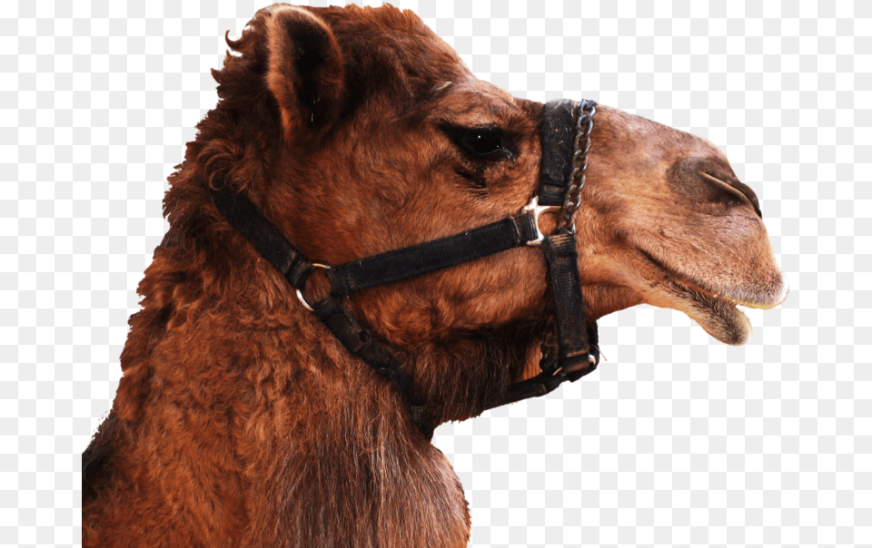 Camel Background Mart Camel Head Background, Animal, Mammal, Canine, Dog Free Png Download