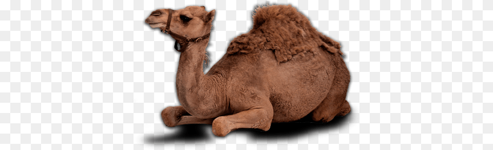 Camel Camel, Animal, Mammal, Kangaroo Free Png