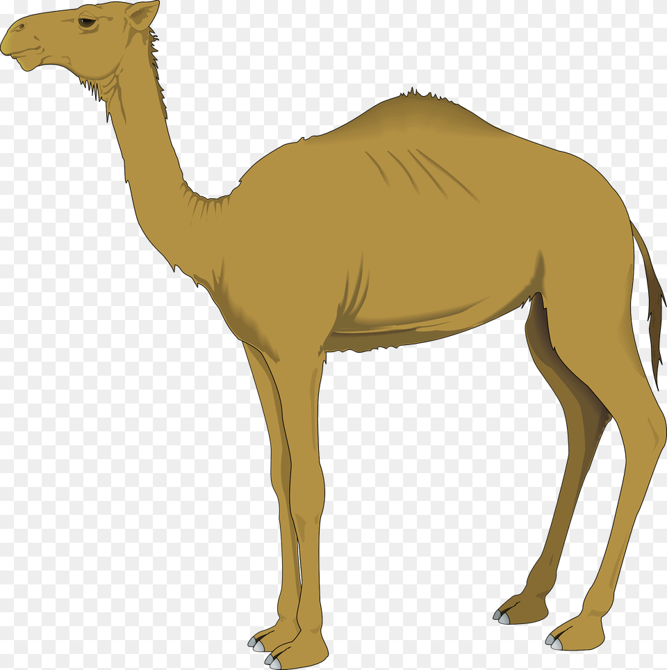 Camel Camel Clip Art, Animal, Mammal, Kangaroo Free Png