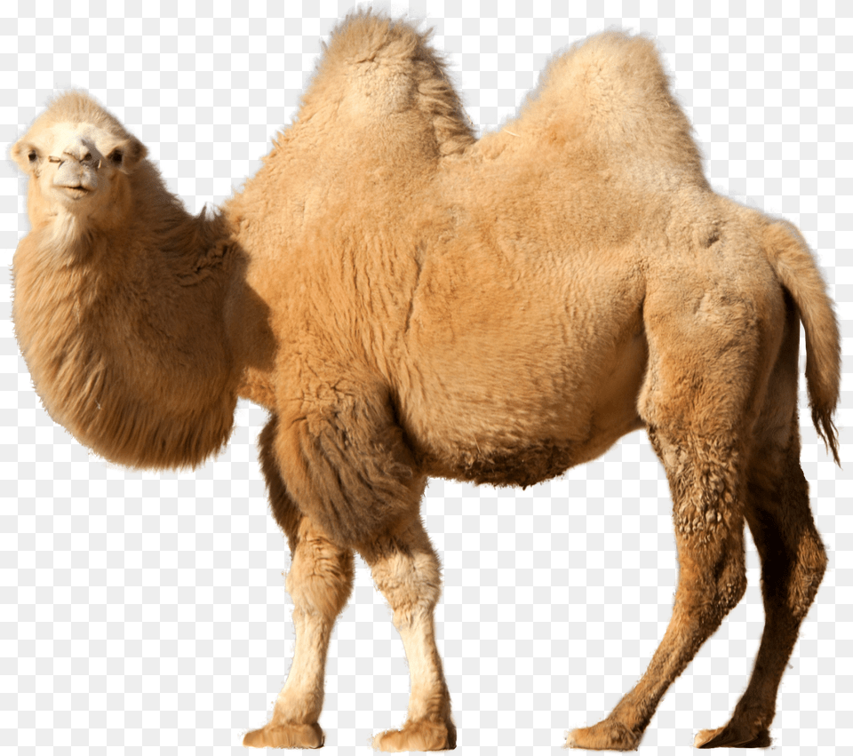 Camel Camel On Transparent Background, Animal, Lion, Mammal, Wildlife Free Png