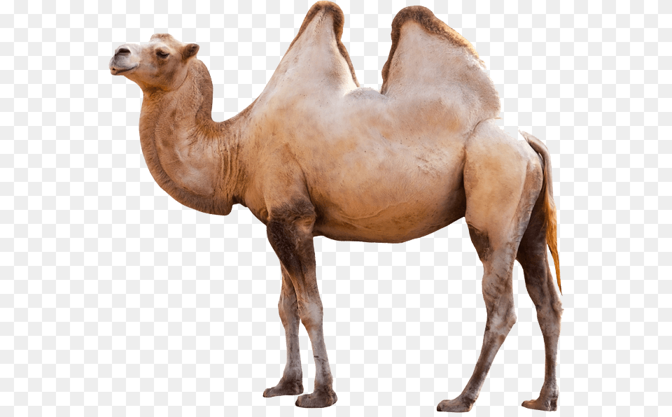 Camel Camel Transparent, Animal, Mammal, Antelope, Wildlife Free Png