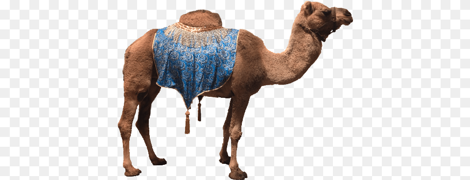 Camel Camel Transparent Background, Animal, Mammal, Canine, Dog Free Png Download