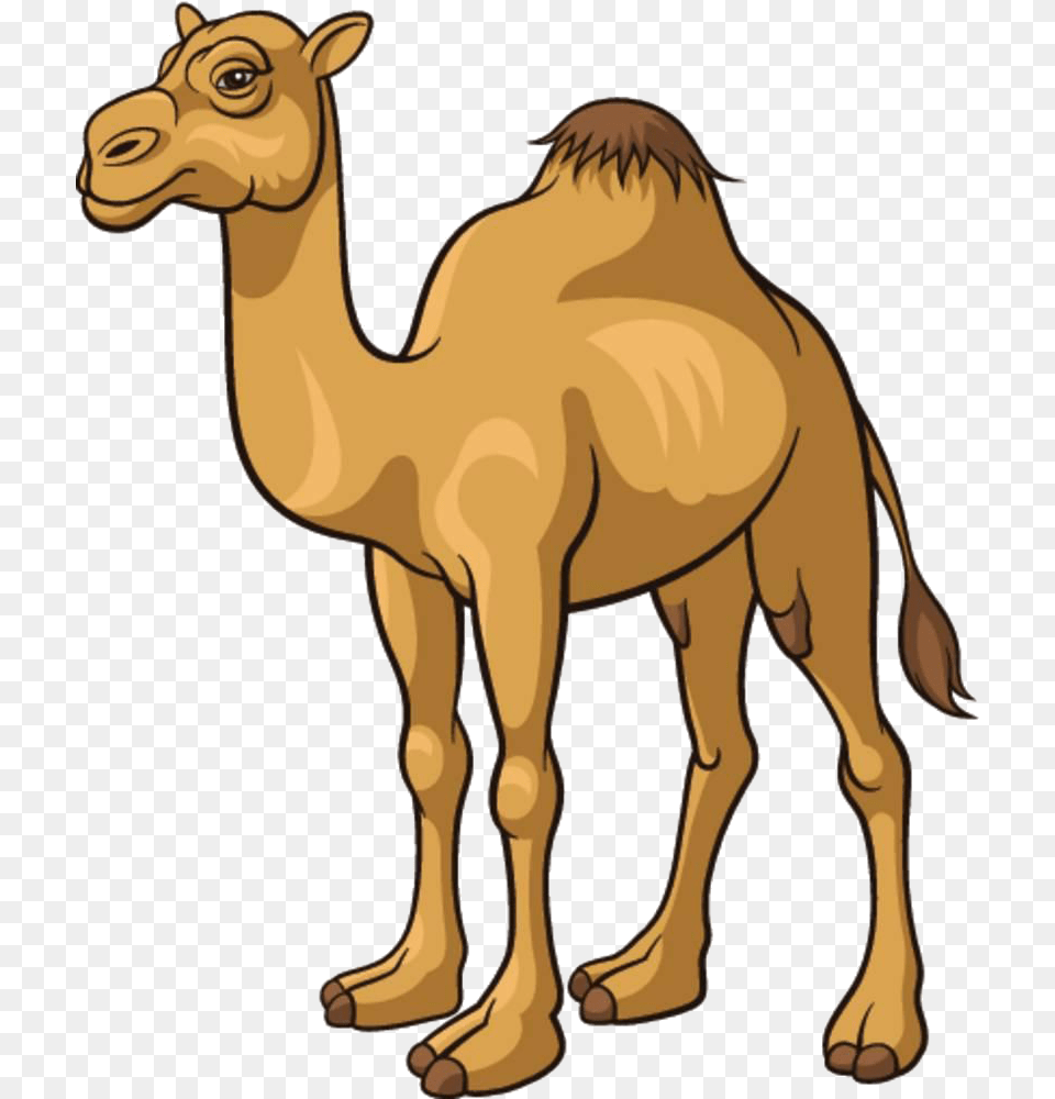 Camel Cartoon Royalty Free Clip Art, Animal, Mammal, Baby, Elephant Png Image