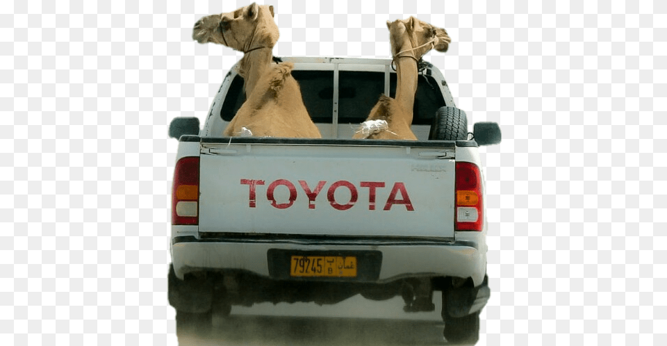 Camel Challenge Camelsticker Toyota Hilux, Vehicle, Transportation, Car, Wheel Free Transparent Png