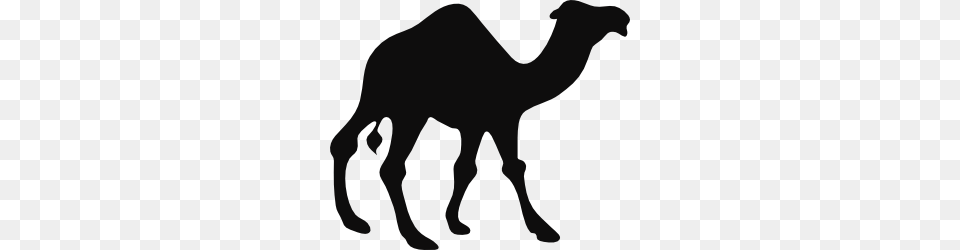 Camel Clip Art, Animal, Mammal, Kangaroo Png