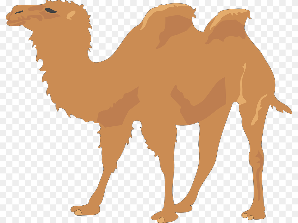 Camel Clip Art, Animal, Mammal, Person Free Png Download