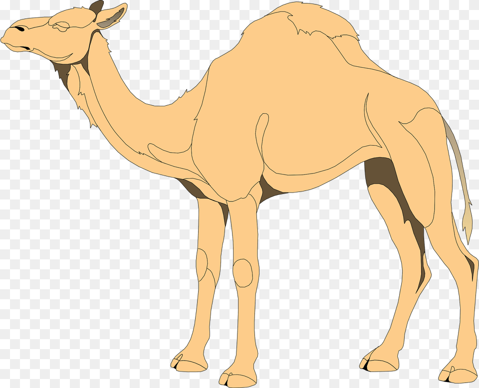 Camel Clipart, Animal, Mammal, Adult, Male Free Transparent Png