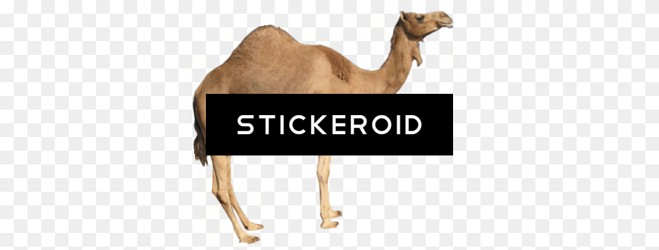 Camel Clipart, Animal, Mammal Png