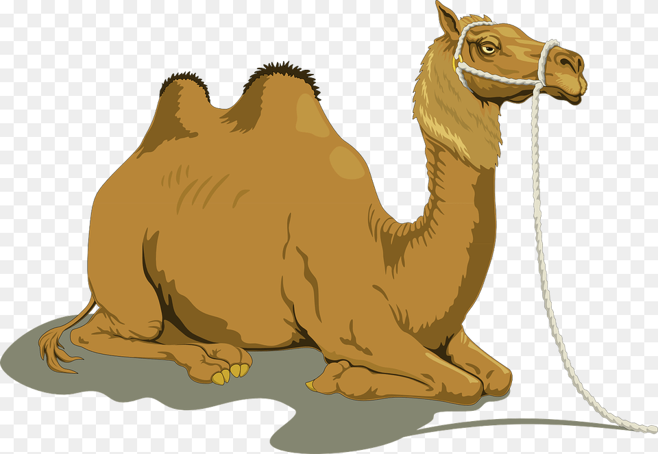 Camel Clipart, Animal, Mammal, Dinosaur, Reptile Free Png