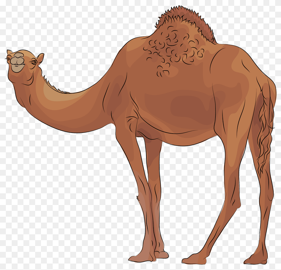 Camel Clipart, Animal, Mammal, Adult, Male Free Png