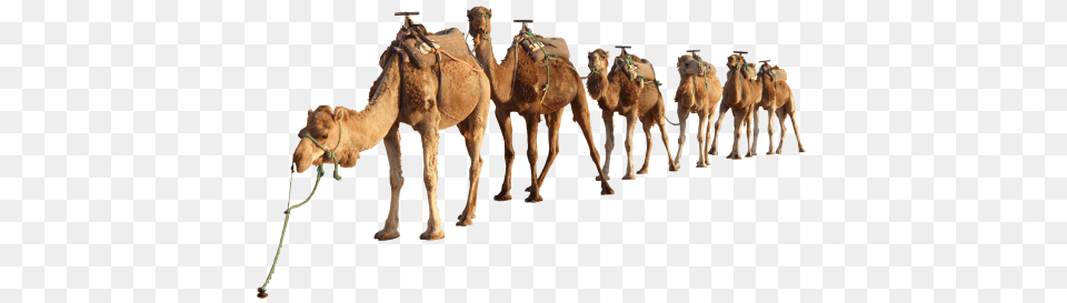 Camel Clipart, Animal, Mammal Free Png