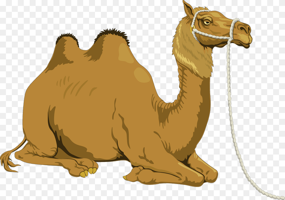 Camel Clipart, Animal, Mammal, Kangaroo, Face Free Transparent Png