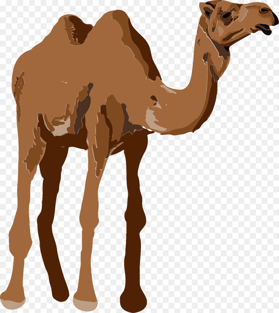 Camel Clipart, Animal, Mammal, Person, Face Png Image