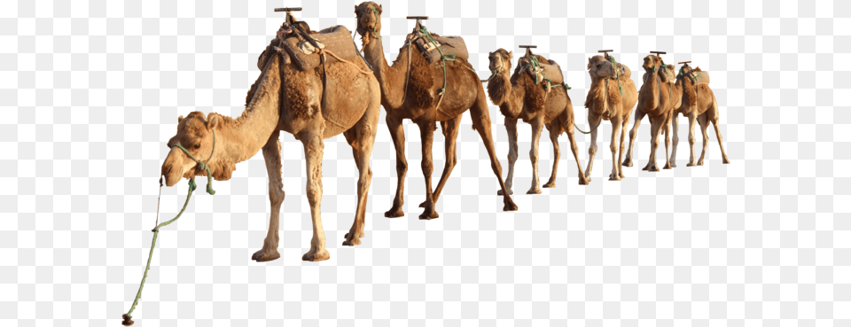 Camel Clipart Camel, Animal, Mammal Free Png Download