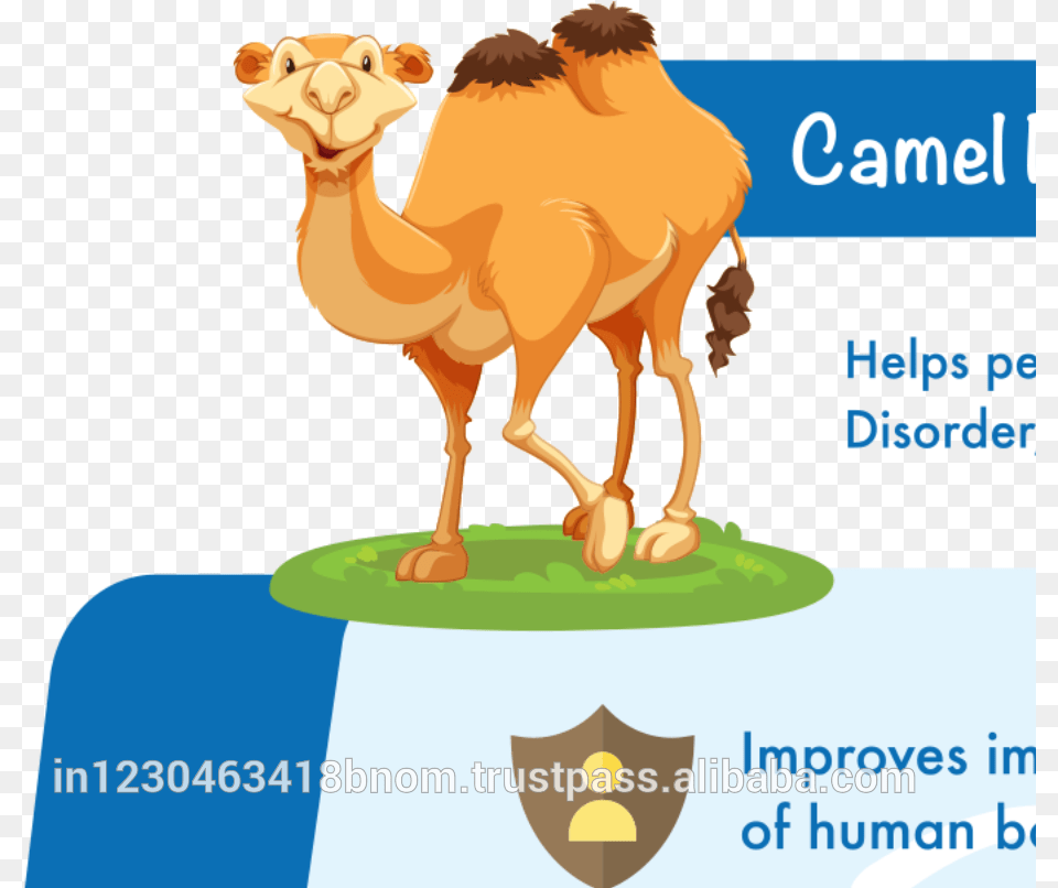 Camel Clipart Fat Illustration, Animal, Mammal Free Transparent Png