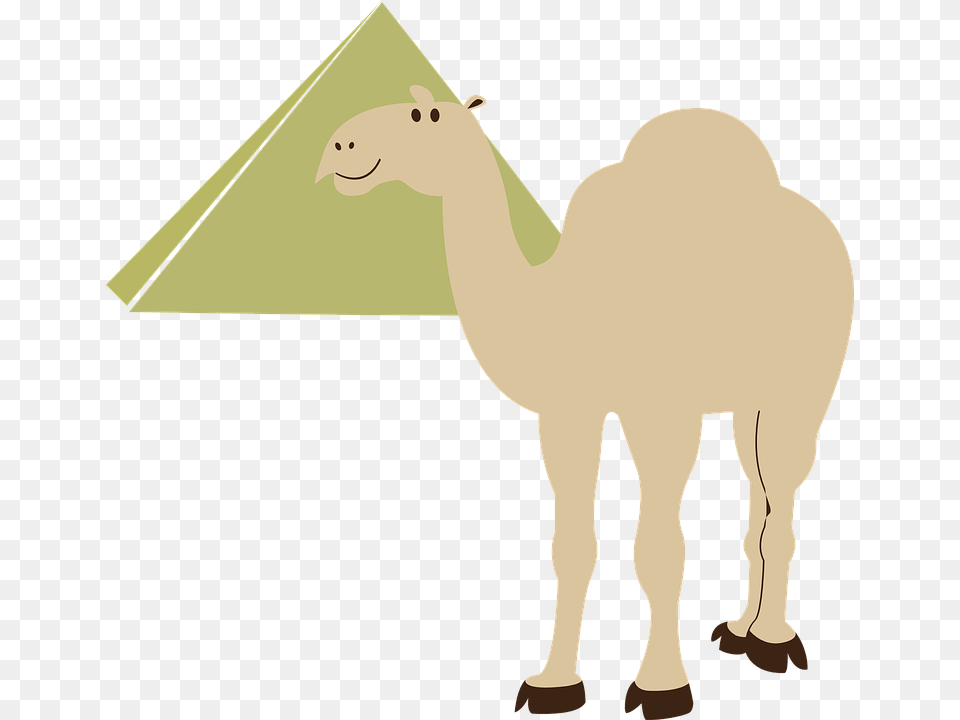 Camel Clipart Transparent Background, Animal, Mammal, Bear, Wildlife Png