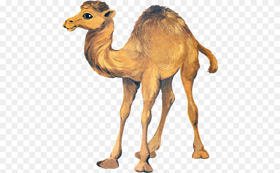 Camel Clipart Verblyud Klipart, Animal, Mammal, Dinosaur, Reptile Free Png Download