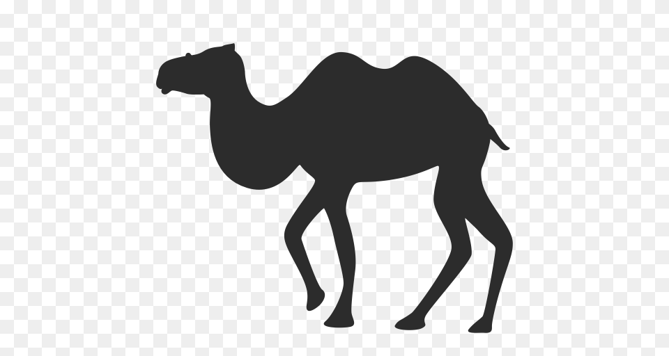 Camel Desert Hump Icon With And Vector Format For Free, Animal, Mammal, Person Png