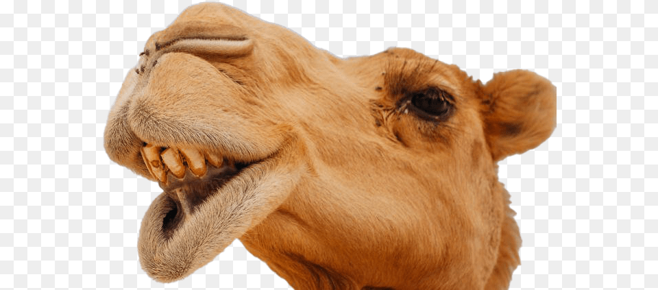 Camel Face Camels Funny, Animal, Mammal, Kangaroo Free Transparent Png