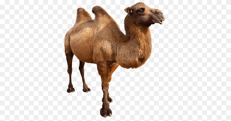 Camel Free Background Animals In Danger Book, Animal, Mammal, Kangaroo Png