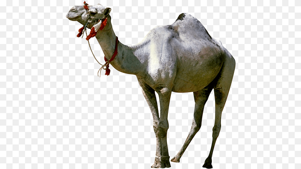 Camel Gif Animated Film Giphy Camel Gif, Animal, Mammal, Dinosaur, Reptile Free Transparent Png