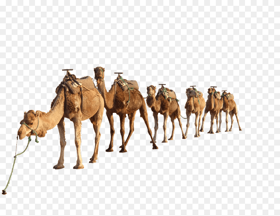 Camel Group, Animal, Mammal Png Image