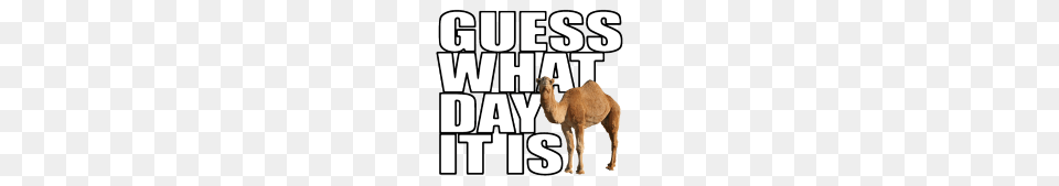 Camel Guess What Day It Is Clip Art, Animal, Mammal Png