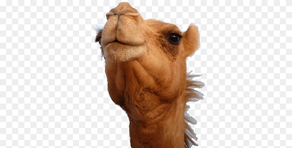 Camel Head, Animal, Mammal, Horse Png