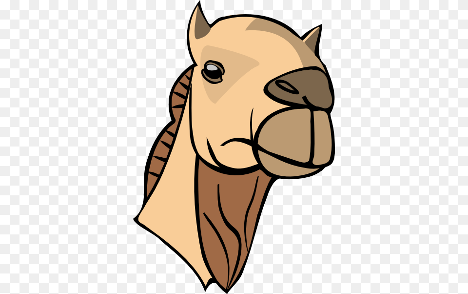 Camel Head Clip Art Vector, Animal, Mammal, Baby, Person Free Png