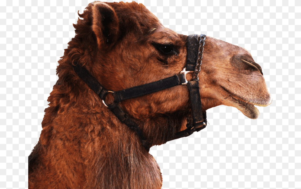 Camel Head No Background, Animal, Mammal, Canine, Dog Png