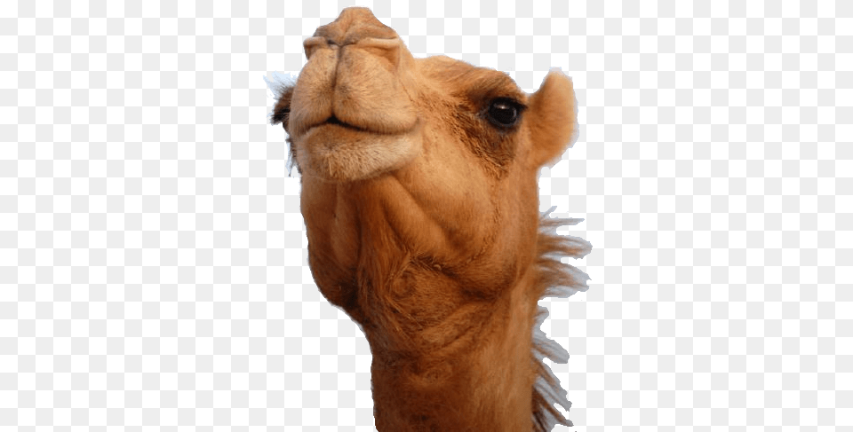 Camel Head Transparent Stickpng, Animal, Mammal, Canine, Dog Png Image